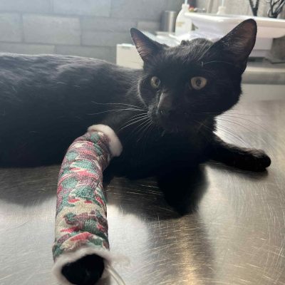 01.11.25 News Mowgli