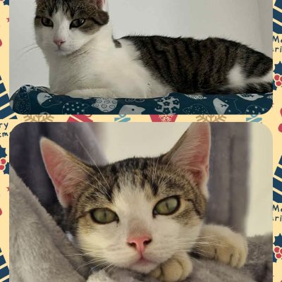 02.01.26 Adoption Harry