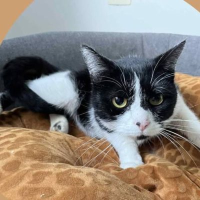 02.02.26 Adoption Caline