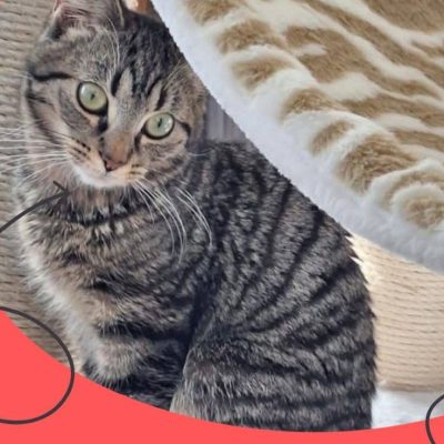 02.02.26 Adoption Loki