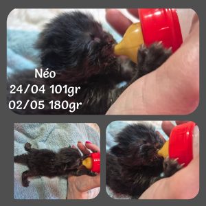 02.05.26 News Néo