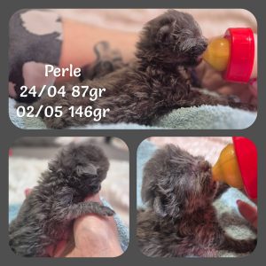 02.05.26 News Perle