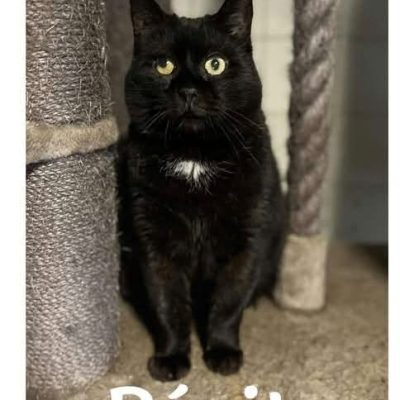 02.08.26 Urgence Pepito