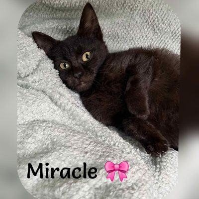 02.11.25 Décès Miracle