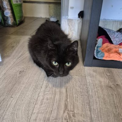 03.08.26 News Bagheera