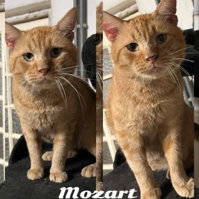 03.10.24 Adoption Mozart