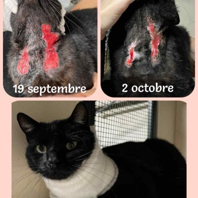 03.10.25 News Mowgli