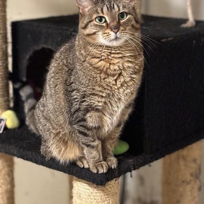 04.03.26 Adoption Nala
