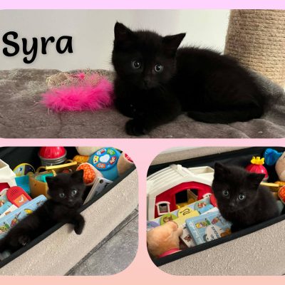 04.05.26 News Syra