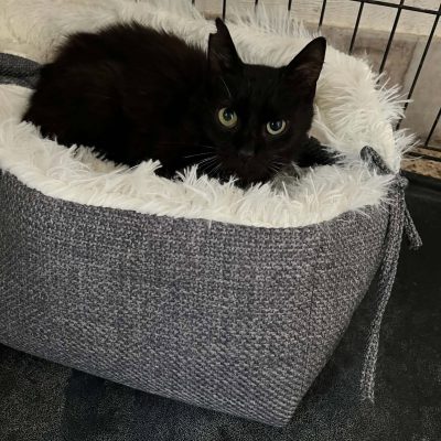 04.09.26 News Bagheera