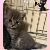 05.06.26 Alice