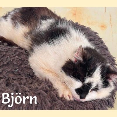 05.06.26 Bjorn