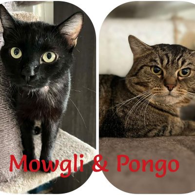 06.03.26 News Mowgli et Pongo