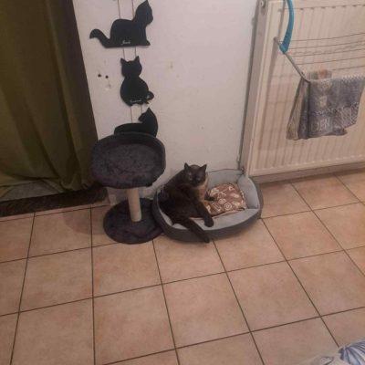 06.12.25 Adoption Georges