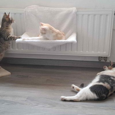 06.12.25 Adoption Lli Guss Zia