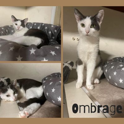 07.09.24 Adoption Ombrage