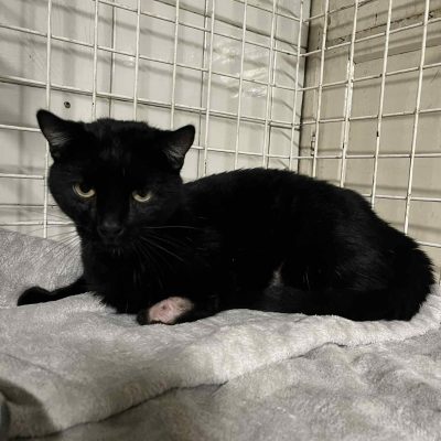 07.11.25 News Mowgli