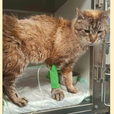 08.07.26 Arrivée Viggo