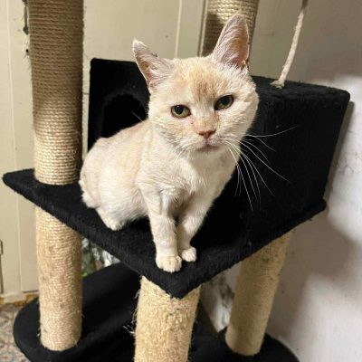 09.11.25 Décès Plume