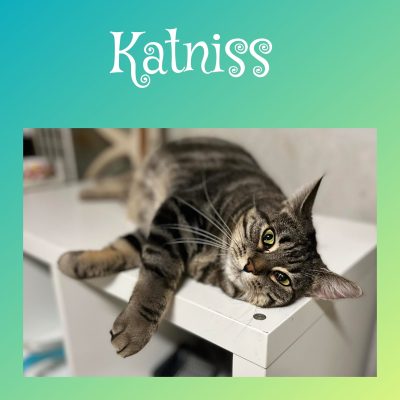 1.05.24 Adoption Katniss