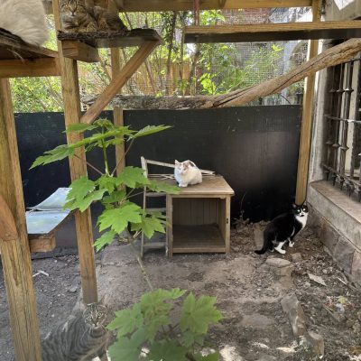 11.04.25 Vie extérieure 1