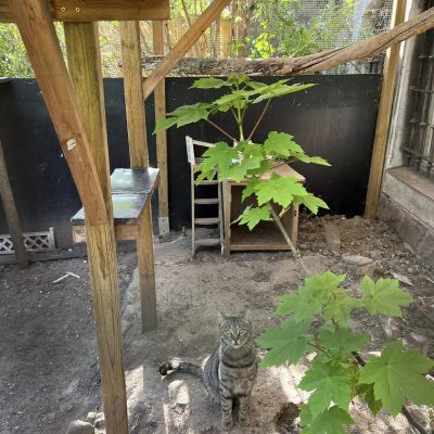 11.04.25 Vie extérieure 2