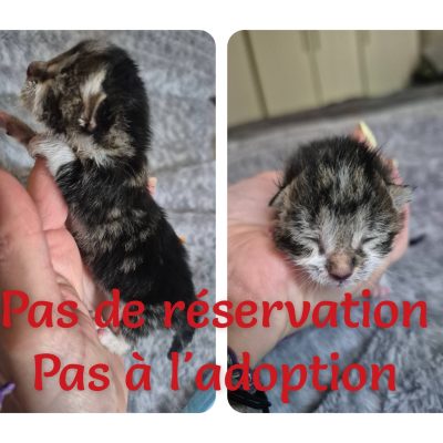 11.05.26 Arrivée petit chaton