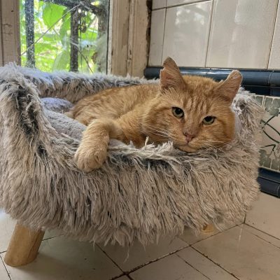 11.07.24 Garfield dit bonne nuit