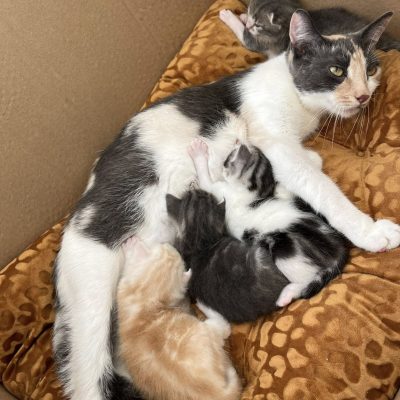 11.08.25 Lili revient au refuge