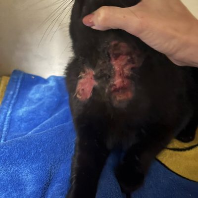 11.09.25 Arrivée Mowgli