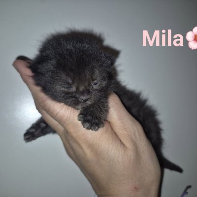 11.09.26 Arrivée Mila