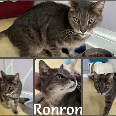 12.04.26 Arrivée Ronron