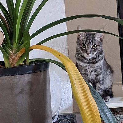 12.09.26 Adopition Alice