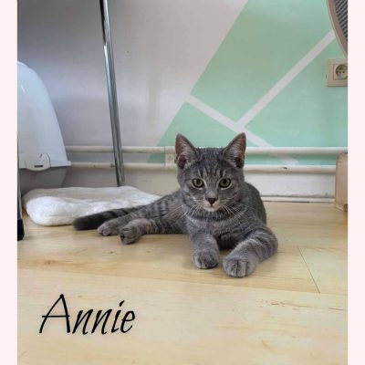 12.09.26 Adoption Annie