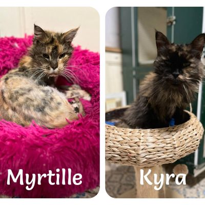 13.02.26 News Myrtille et Kyra