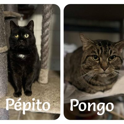 13.02.26 News Pépito et Pongo
