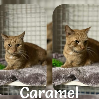 13.10.25 Arrivée Caramel