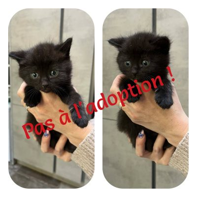 14.04.26 Arrivée chaton