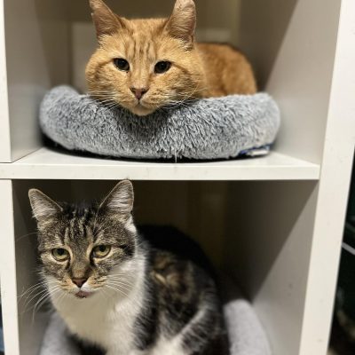 15.04.25 Garfield et Ventoline