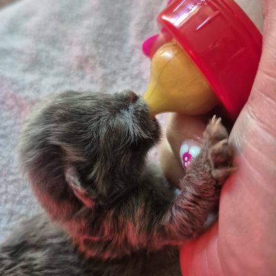 15.05.26 Décès 1 bébé