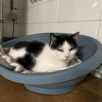 15.08.24 Un nouveau panier pour Flora