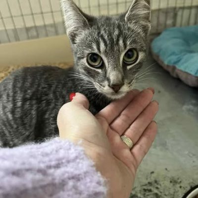 15.11.25 Prise en charge Bambou