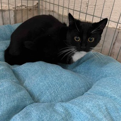 15.11.25 Prise en charge rue du refuge