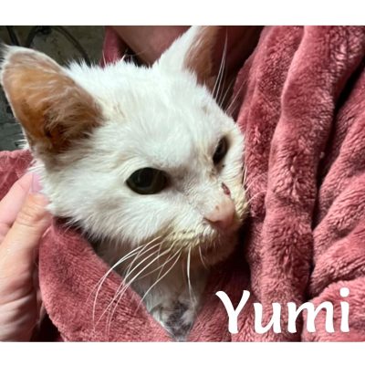 16.05.26 News Yumi