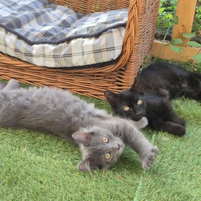 16.08.26 Adoption Néo et Nox