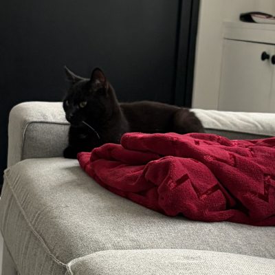 18.02.26 Adoption Timon