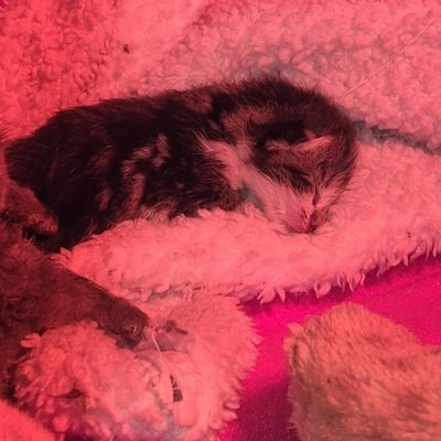 18.05.26 Décès 1 des bébés