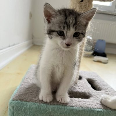 18.09.25 Décès Iris