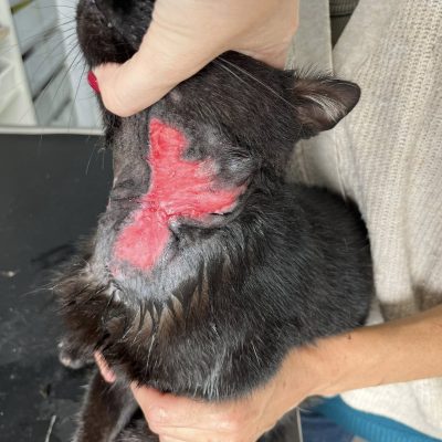 19.09.25 News Mowgli