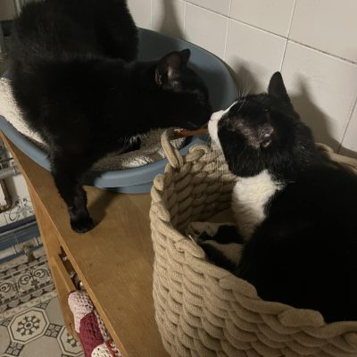 20.01.25 Bisous Kookai et Kira